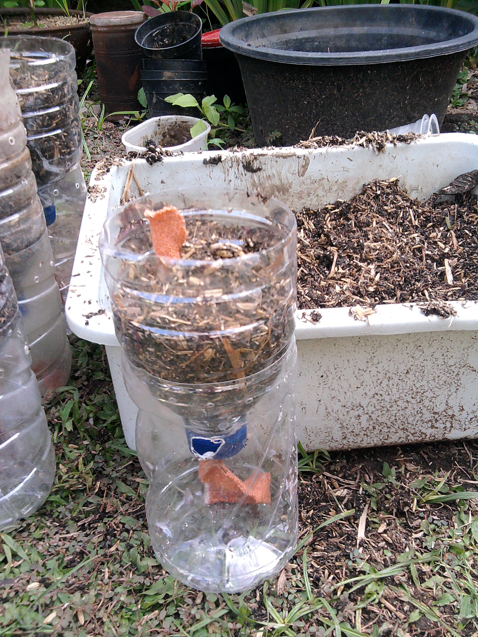 membuat “self watering planter” dari botol bekas